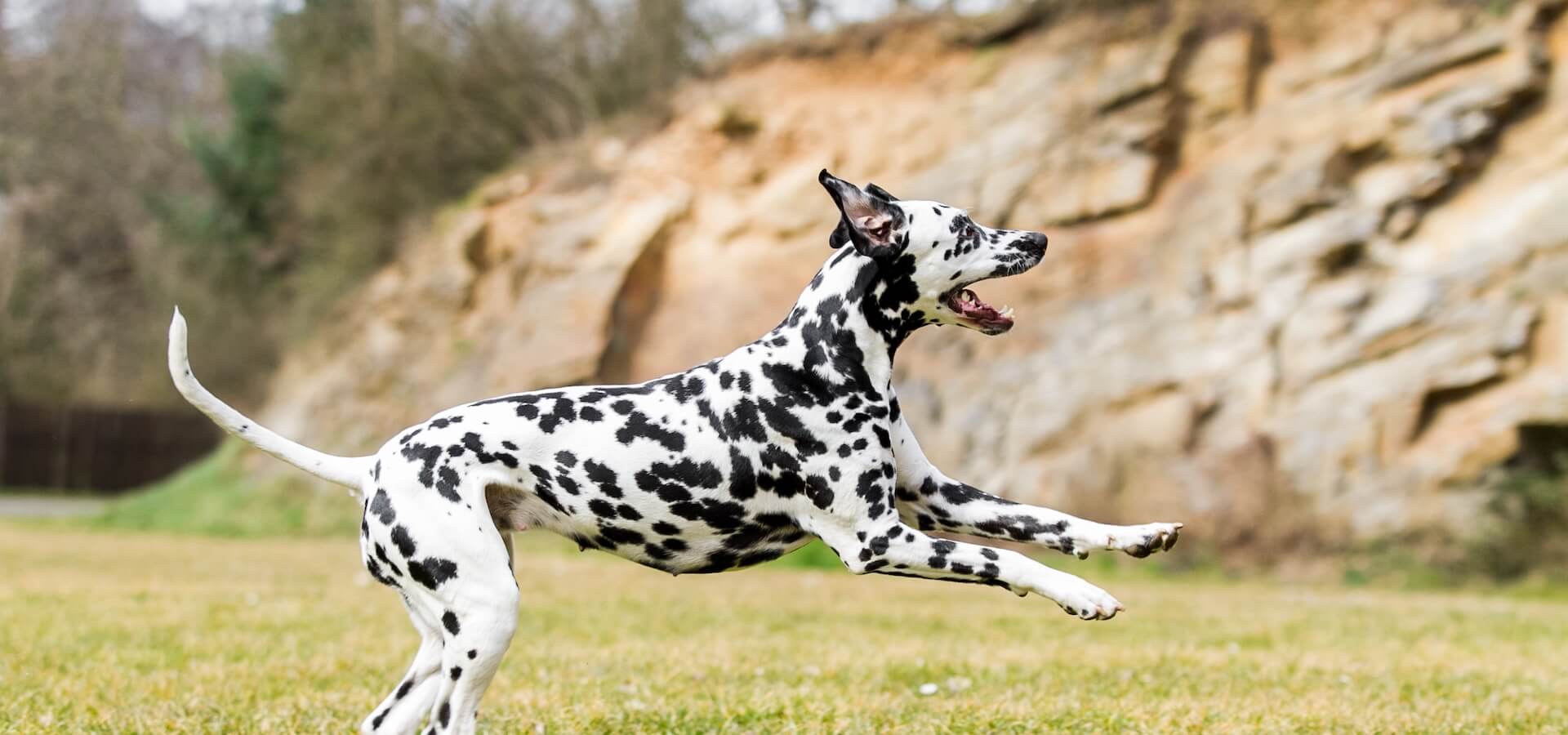 Dalmatian jumping up in the park playing