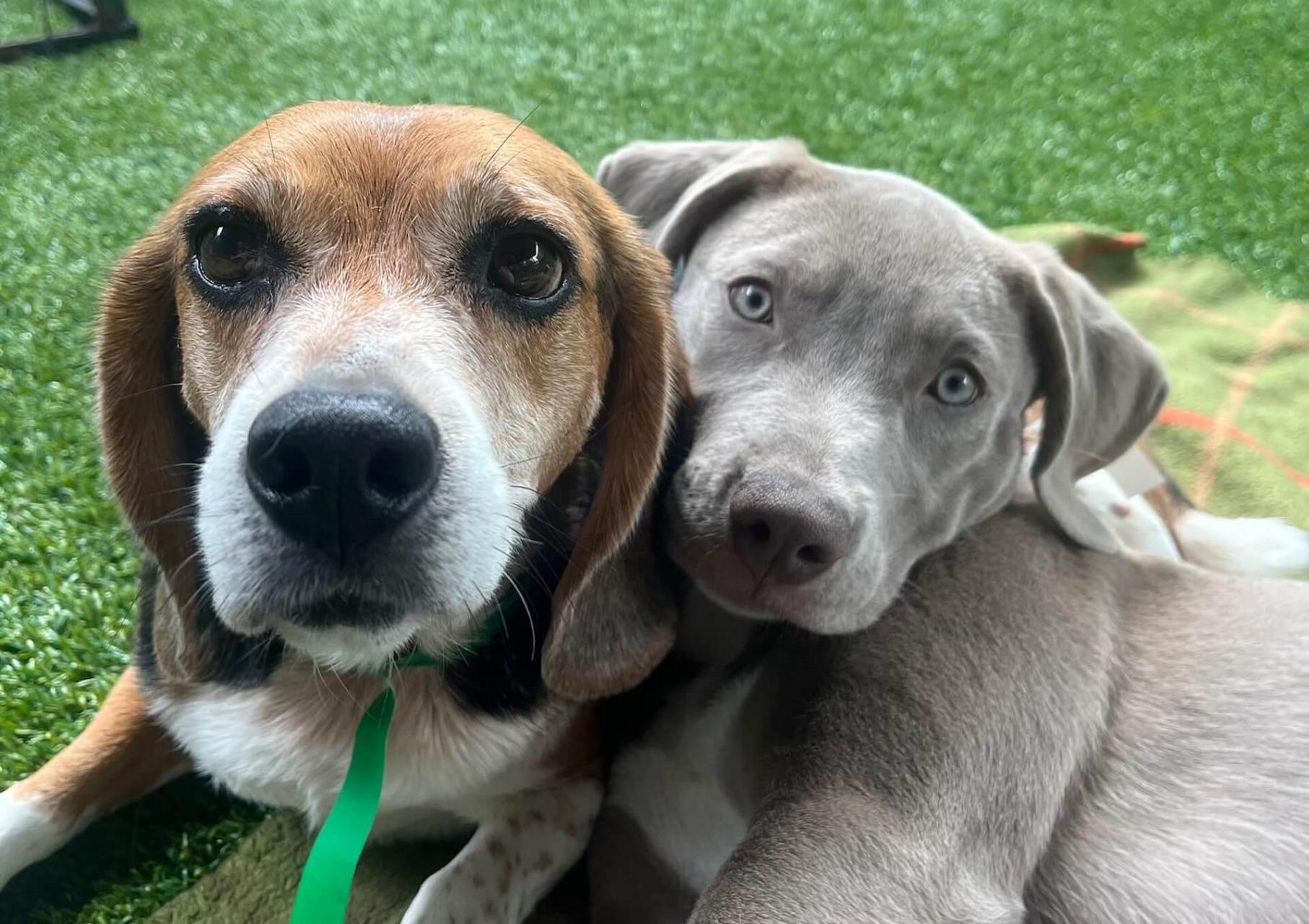 two dogs at day care cuddling 