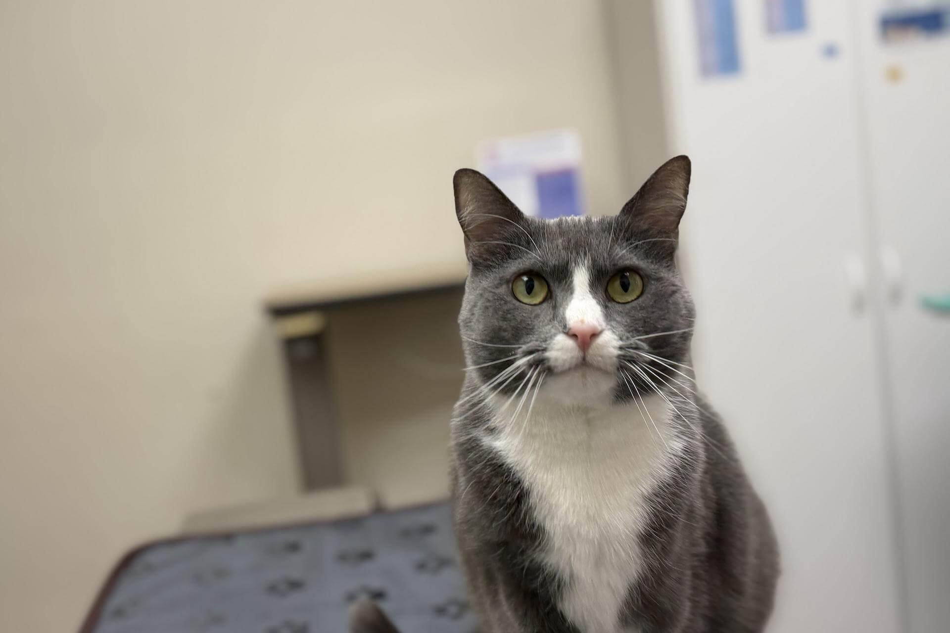 Grey and white cat in the exam room