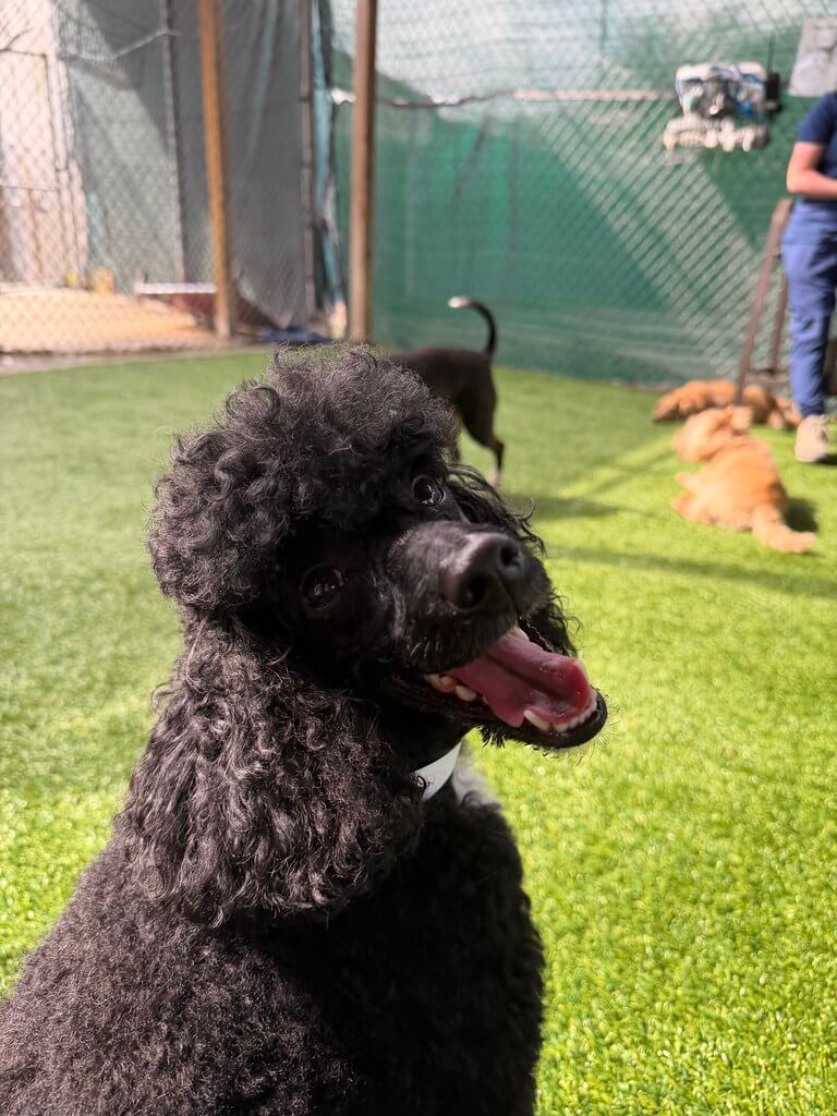 Black poodle at the day care having fun