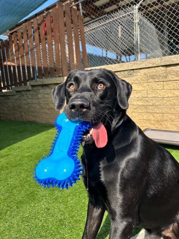 Dog having fun at the day care