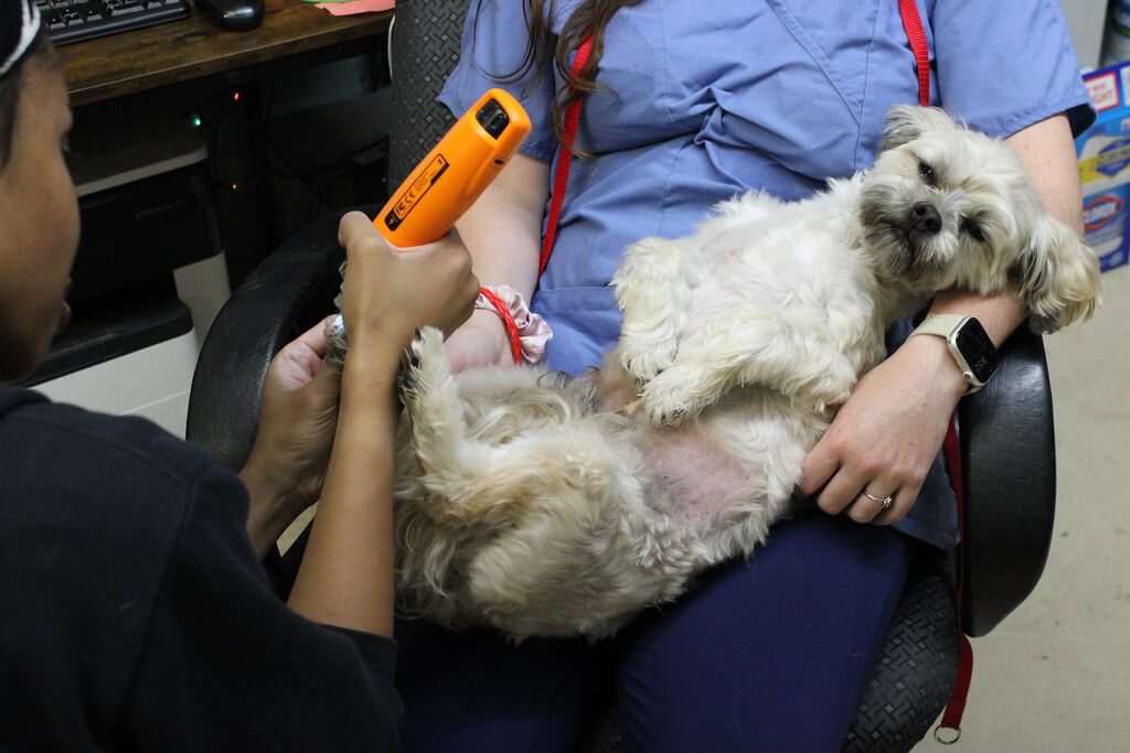 Dog getting his nails trimmed at the practice