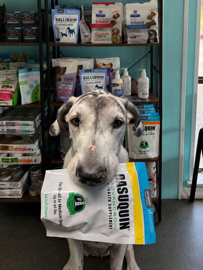 Dog in the vet practice holding some product in his mouth 