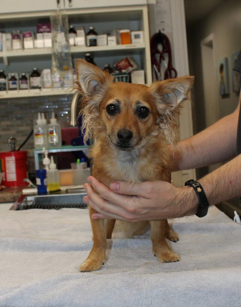 Sweet dog posing for the photo at the vet practice