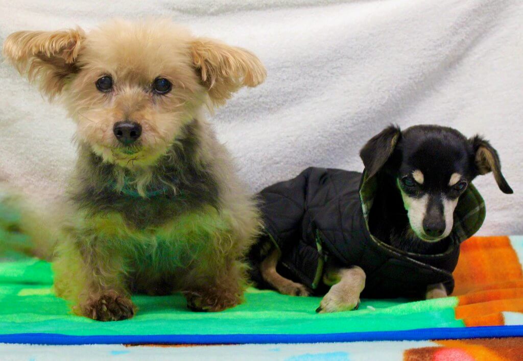 Two senior dogs at the vet