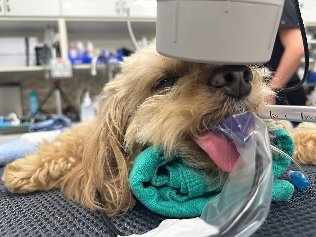 Dog getting ready for surgery