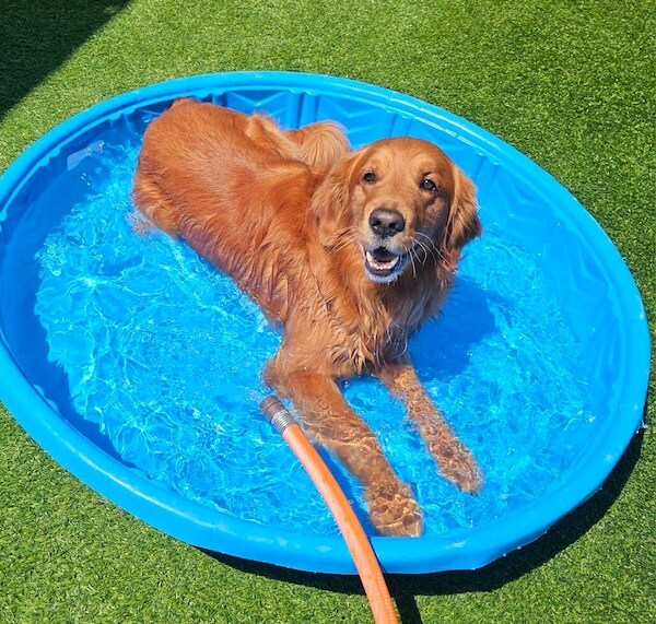 Dog in the pool at daycare