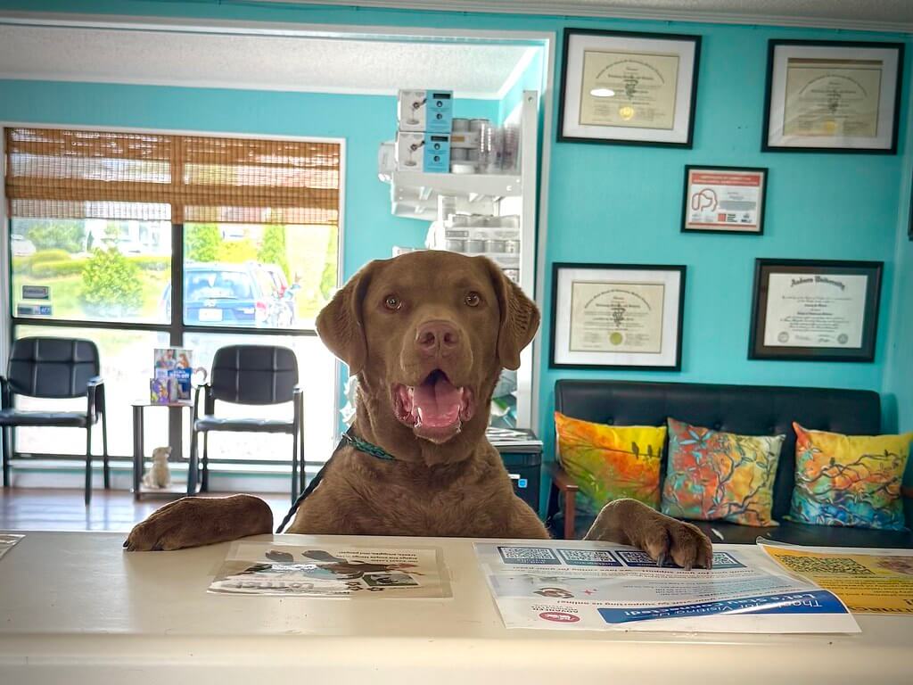 Dog at the desk