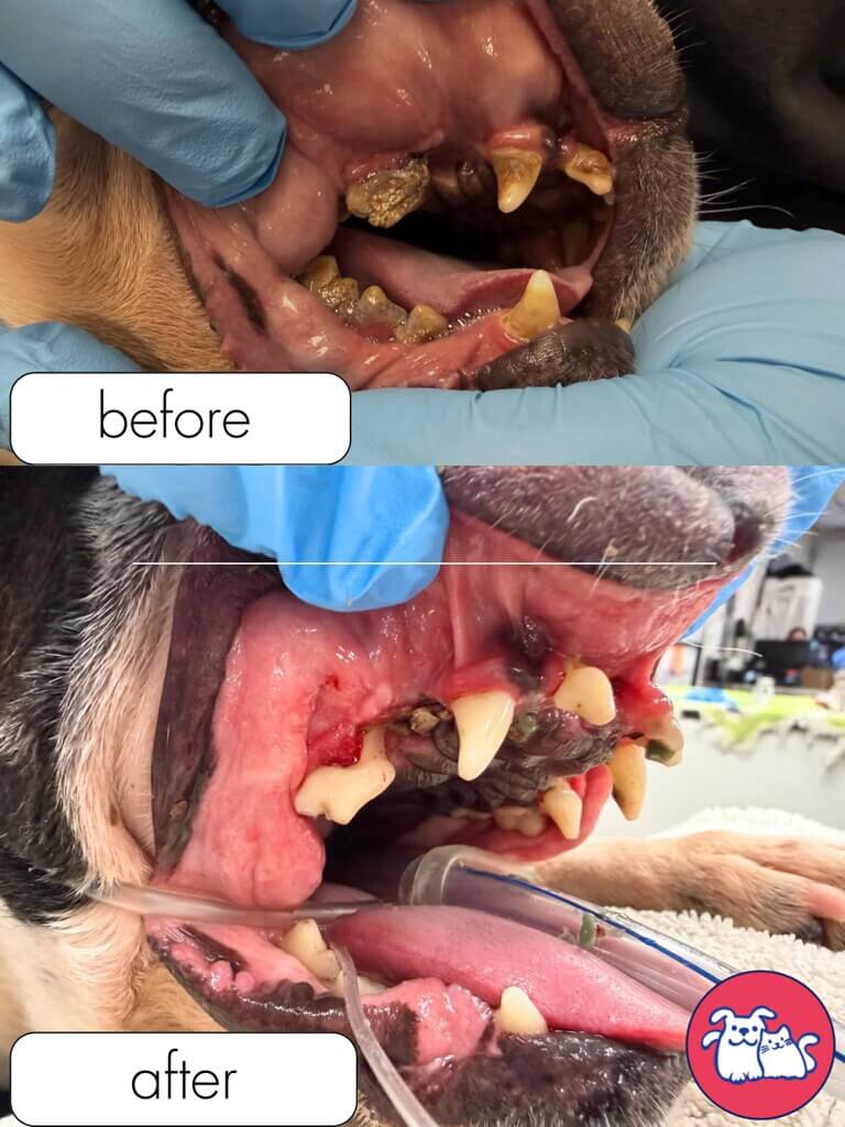 Before and after of the dogs dental care