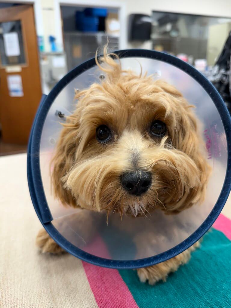 Stella the dog after surgery in her cone