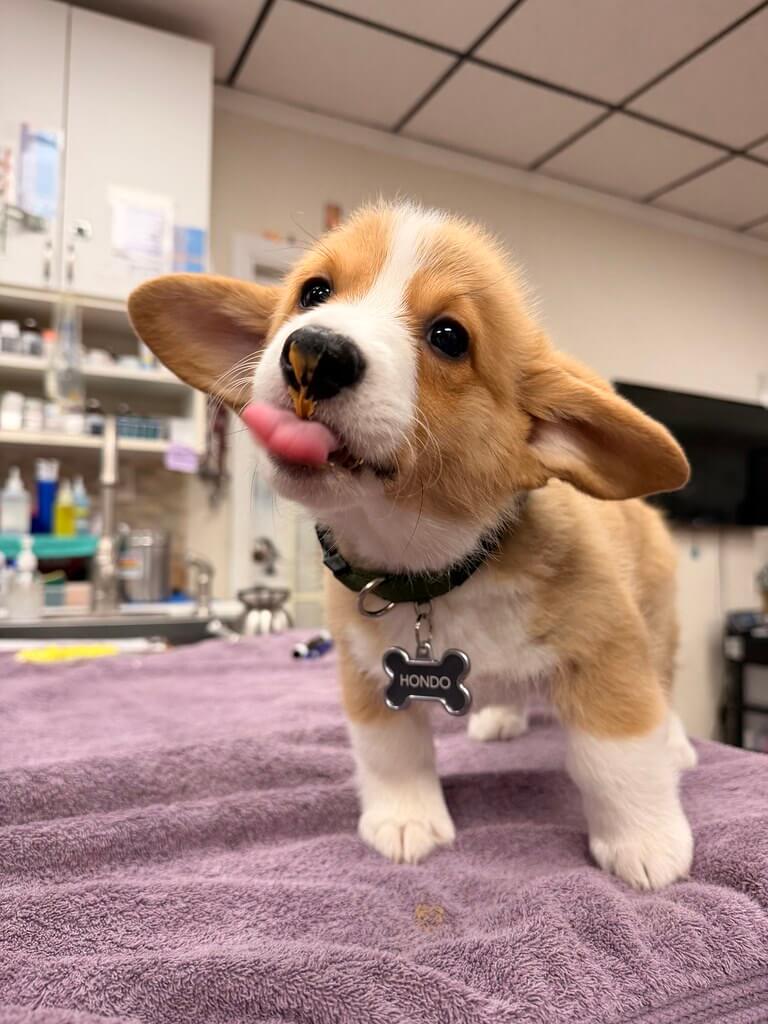 Cute puppy sitting on the exam table