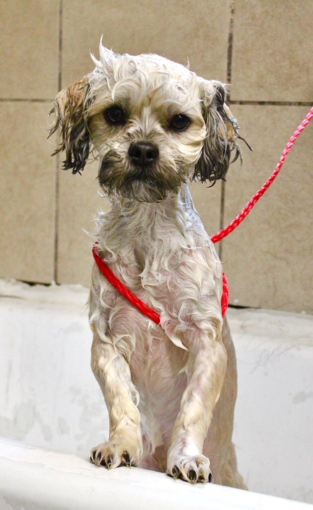 Cute poodle getting a bath at the practice