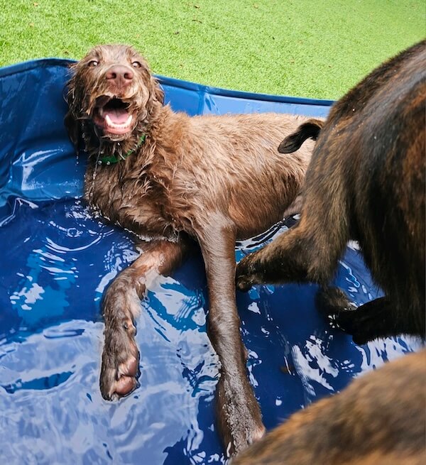 Dog at daycare in the pool having fun