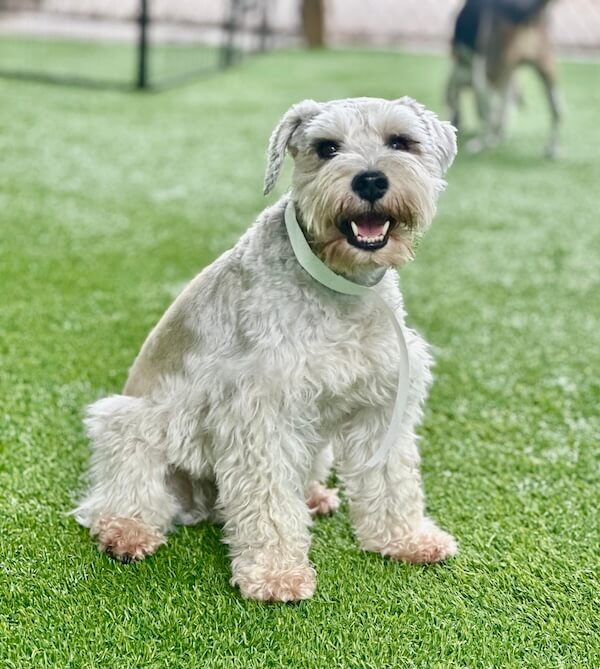 Cute large white dog sitting at doggy day care relaxing 